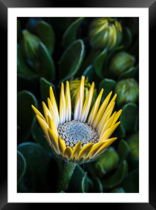 Osteospermum. Framed Mounted Print by Peter Bunker