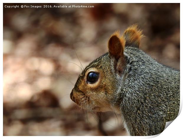 Grey squirell Print by Derrick Fox Lomax