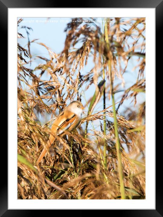 Female Bearded Tit Framed Mounted Print by Martin Kemp Wildlife