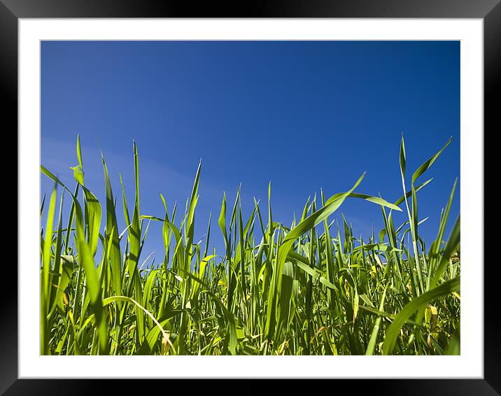Grass and Sky Framed Mounted Print by William AttardMcCarthy