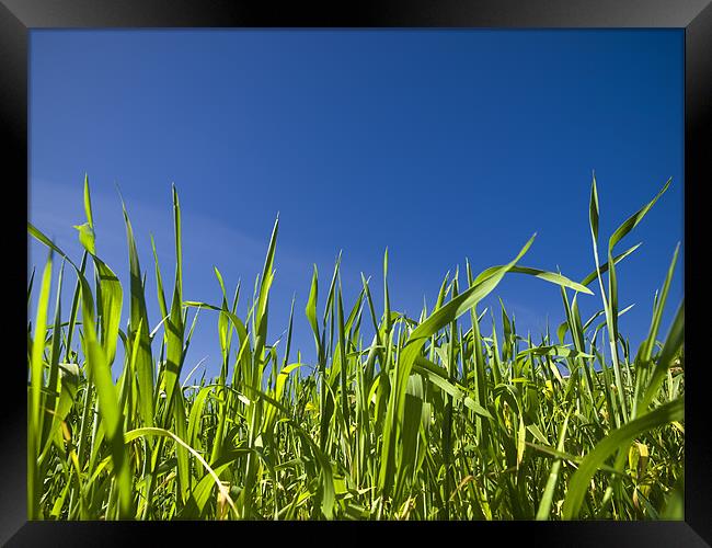 Grass and Sky Framed Print by William AttardMcCarthy