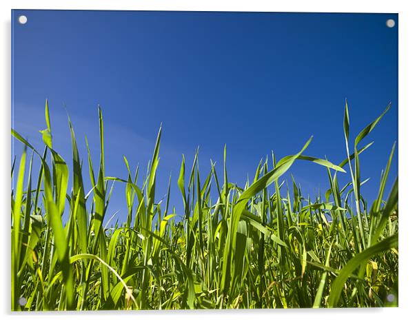 Grass and Sky Acrylic by William AttardMcCarthy