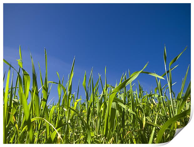 Grass and Sky Print by William AttardMcCarthy