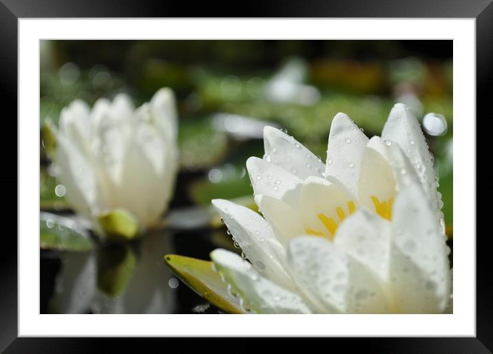 Water Lily after a storm Framed Mounted Print by Adrian Susman