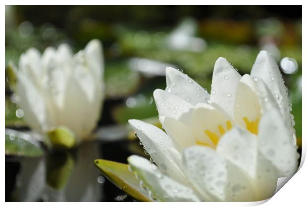 Water Lily after a storm Print by Adrian Susman