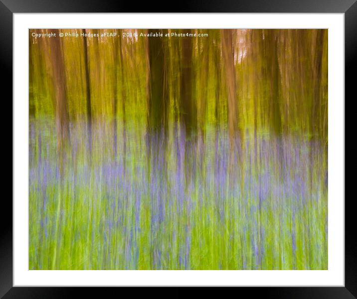 Bluebell Impressions 1 Framed Mounted Print by Philip Hodges aFIAP ,