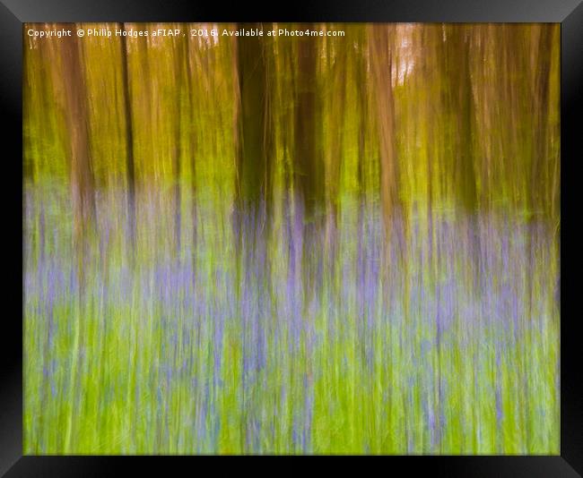 Bluebell Impressions 1 Framed Print by Philip Hodges aFIAP ,
