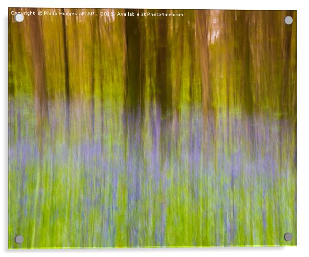 Bluebell Impressions 1 Acrylic by Philip Hodges aFIAP ,