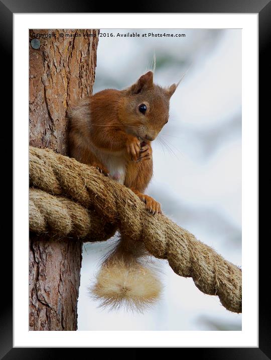 Red Squirrel on the Ropes Framed Mounted Print by Martin Kemp Wildlife