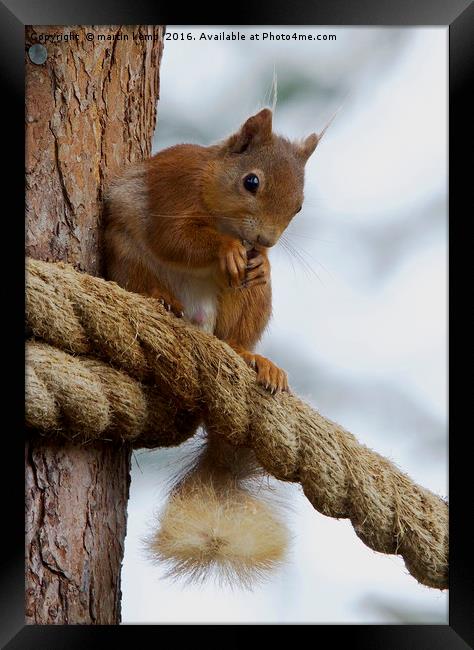 Red Squirrel on the Ropes Framed Print by Martin Kemp Wildlife