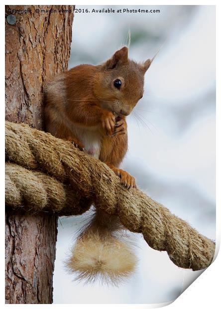 Red Squirrel on the Ropes Print by Martin Kemp Wildlife