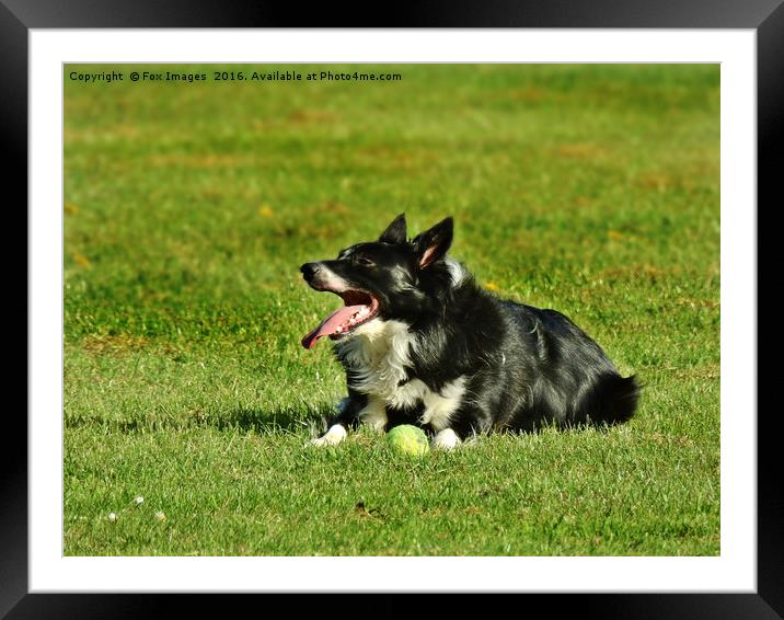 Border collie dog Framed Mounted Print by Derrick Fox Lomax