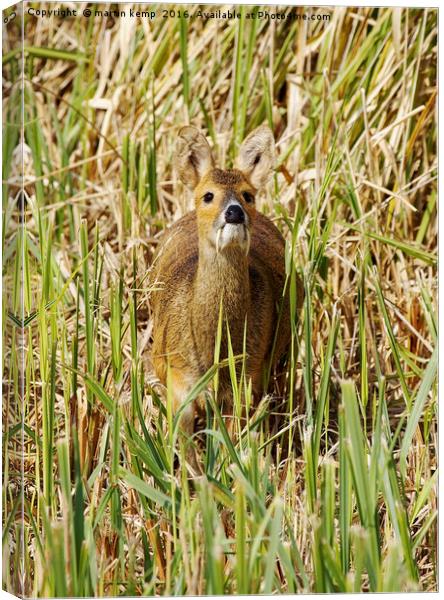 Chinese Water Deer Canvas Print by Martin Kemp Wildlife