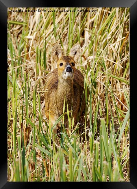 Chinese Water Deer Framed Print by Martin Kemp Wildlife