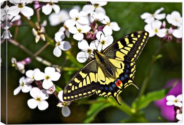 Swallowtail Butterfly  Canvas Print by Martin Kemp Wildlife