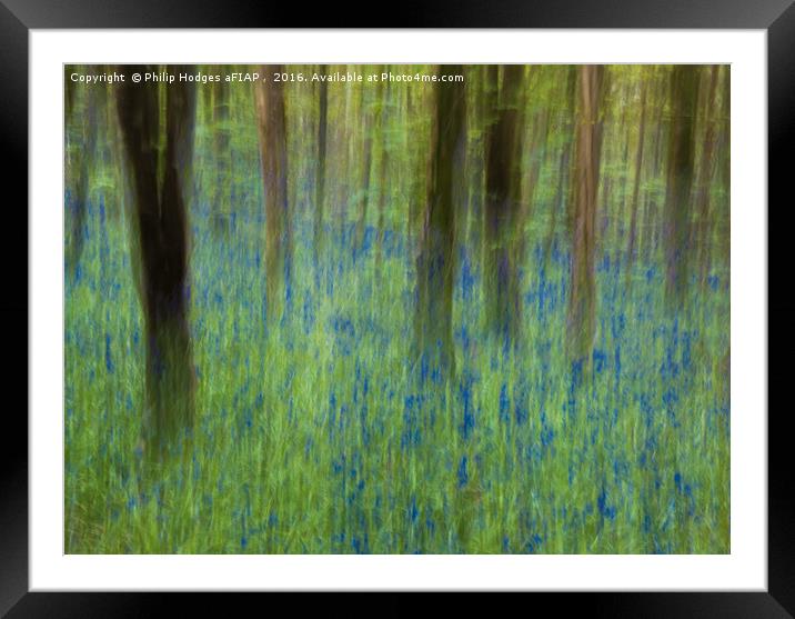 Bluebell Impressions 2 Framed Mounted Print by Philip Hodges aFIAP ,