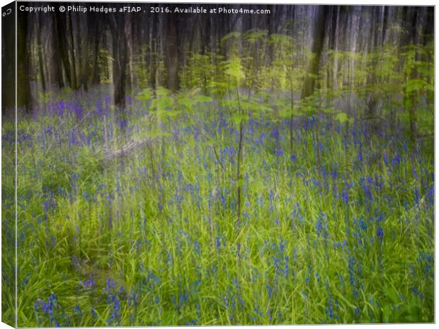 Bluebell Impressions 3 Canvas Print by Philip Hodges aFIAP ,