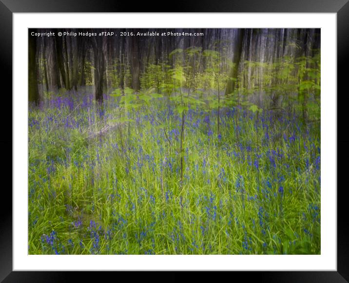 Bluebell Impressions 3 Framed Mounted Print by Philip Hodges aFIAP ,