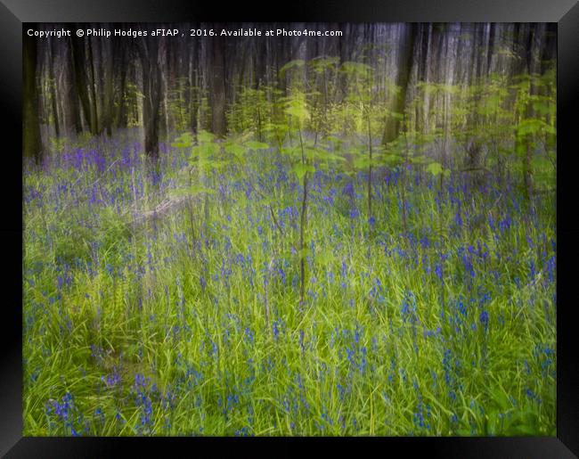 Bluebell Impressions 3 Framed Print by Philip Hodges aFIAP ,