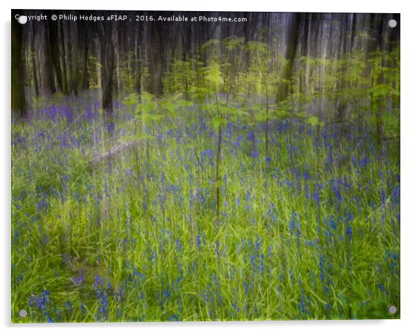 Bluebell Impressions 3 Acrylic by Philip Hodges aFIAP ,