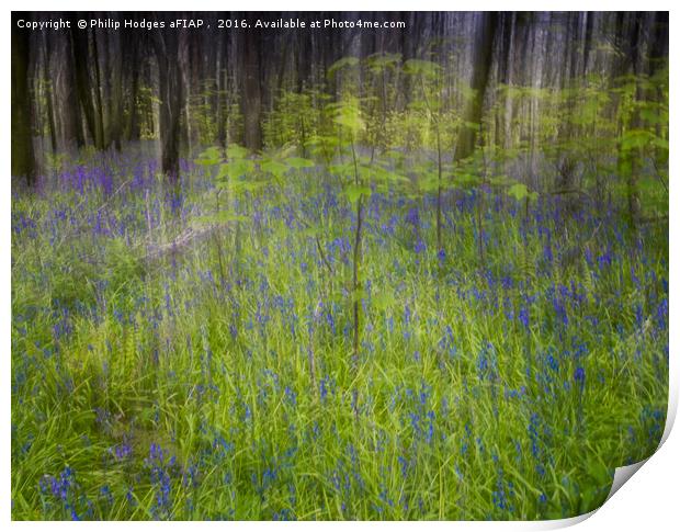Bluebell Impressions 3 Print by Philip Hodges aFIAP ,