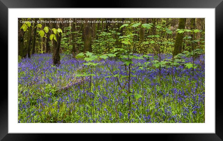 Bluebell Woods Framed Mounted Print by Philip Hodges aFIAP ,