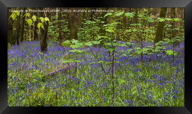 Bluebell Woods Framed Print by Philip Hodges aFIAP ,