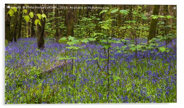 Bluebell Woods Acrylic by Philip Hodges aFIAP ,