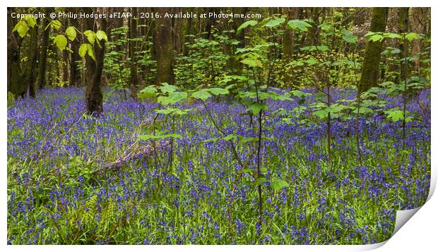 Bluebell Woods Print by Philip Hodges aFIAP ,