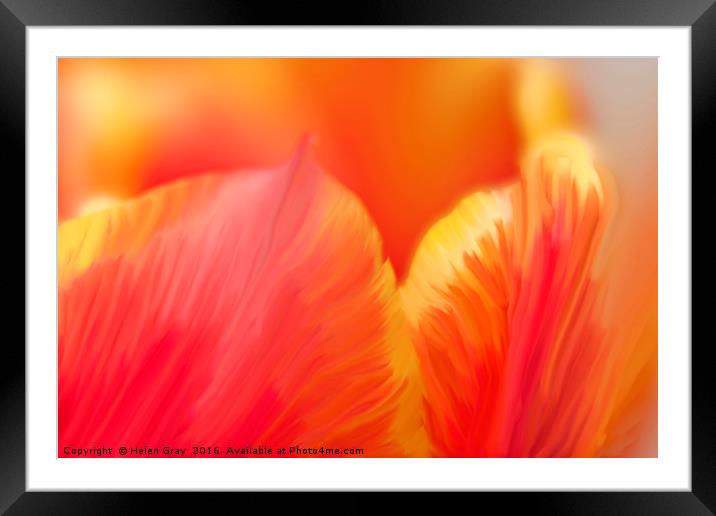 Tulip on fire Framed Mounted Print by Helen Gray