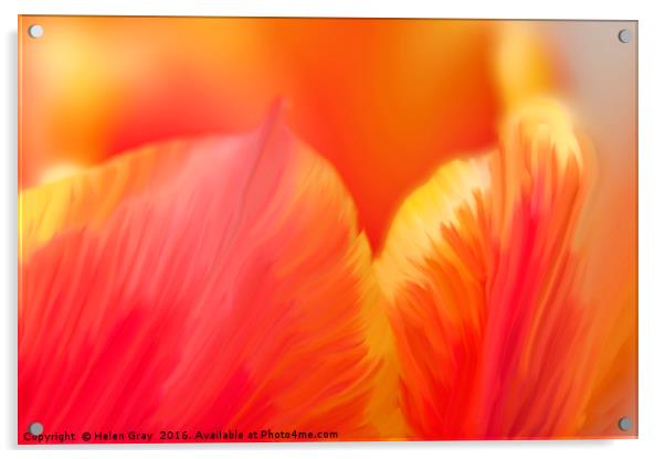 Tulip on fire Acrylic by Helen Gray