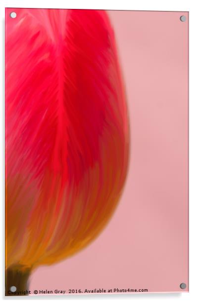 Tulip in oils Acrylic by Helen Gray