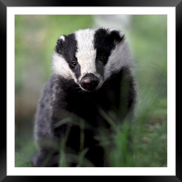 Badger Framed Mounted Print by Macrae Images