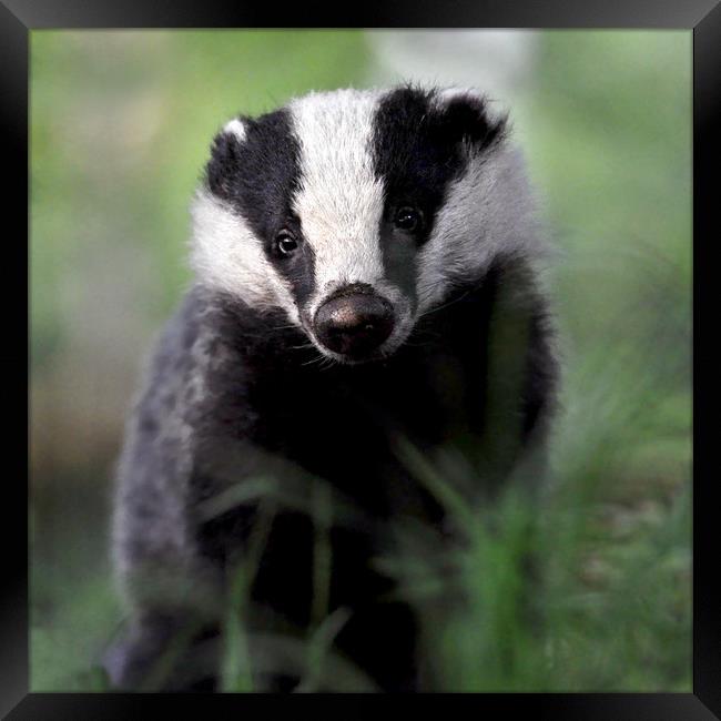 Badger Framed Print by Macrae Images