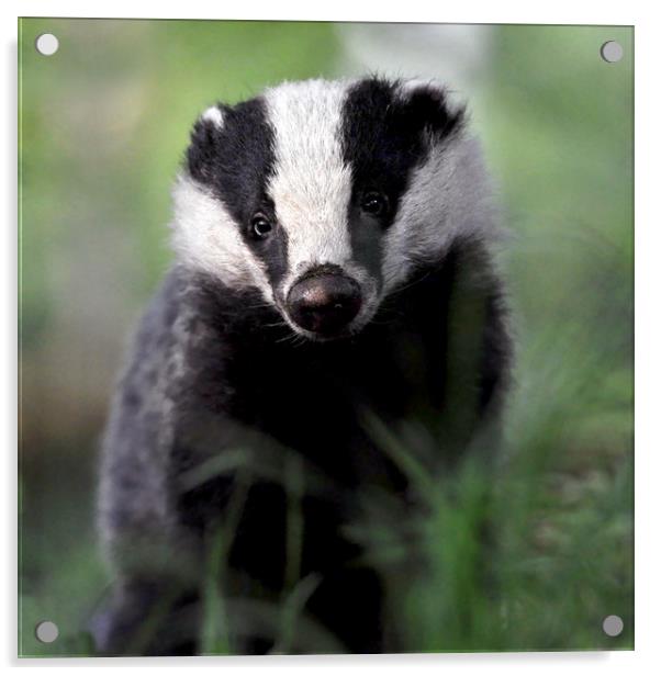 Badger Acrylic by Macrae Images