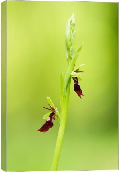 Fly orchid Canvas Print by JC studios LRPS ARPS