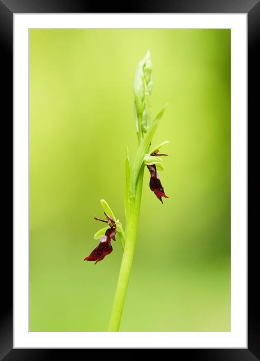 Fly orchid Framed Mounted Print by JC studios LRPS ARPS