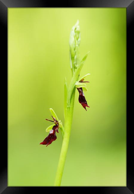 Fly orchid Framed Print by JC studios LRPS ARPS