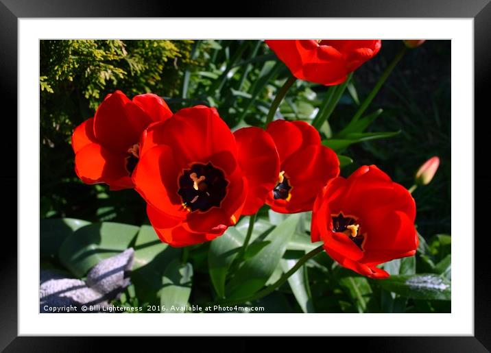 Late Spring Beauty Framed Mounted Print by Bill Lighterness