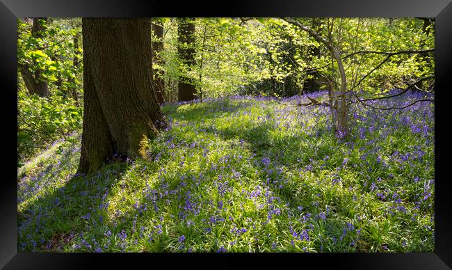 Bluebells in an English woodland Framed Print by Andrew Kearton