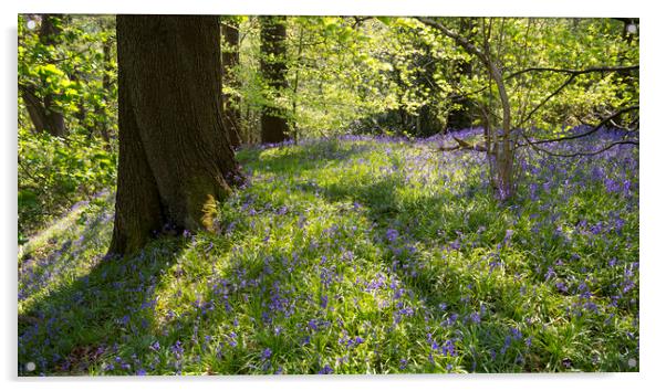 Bluebells in an English woodland Acrylic by Andrew Kearton