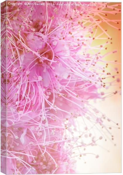 Spiraea Pretty in Pink Canvas Print by Ann Garrett