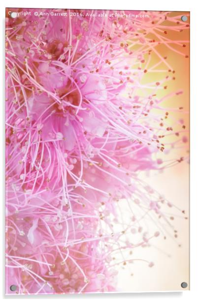 Spiraea Pretty in Pink Acrylic by Ann Garrett