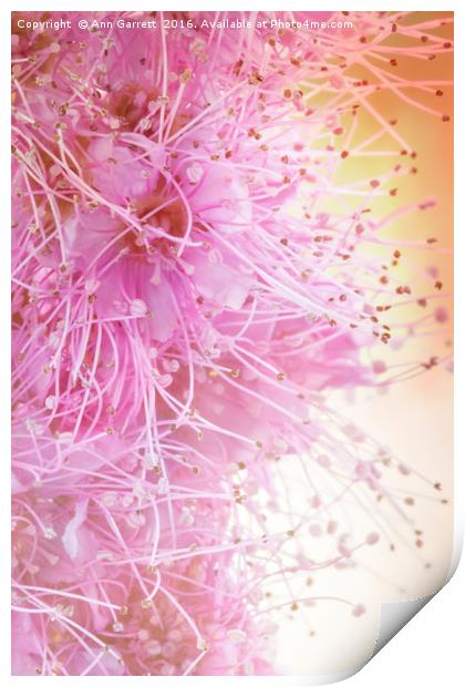 Spiraea Pretty in Pink Print by Ann Garrett