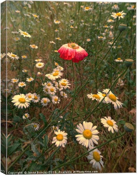 Gypsies Are Getting Married Canvas Print by Jasna Buncic