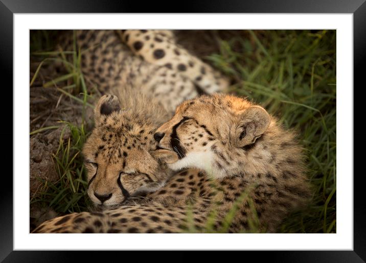 Cheetah Love Framed Mounted Print by Karl Daniels
