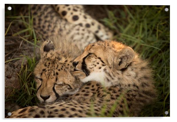 Cheetah Love Acrylic by Karl Daniels