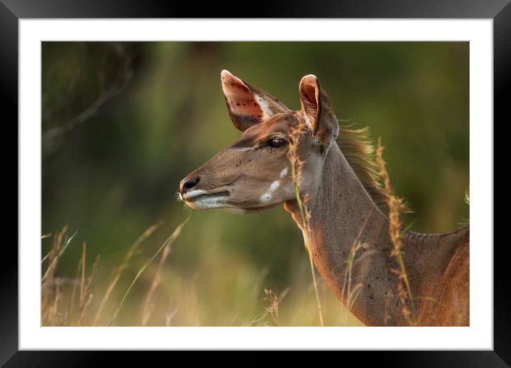 Female Kudu Profile Framed Mounted Print by Karl Daniels