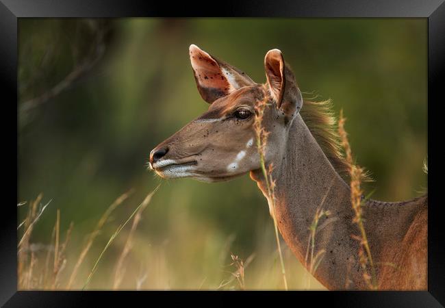 Female Kudu Profile Framed Print by Karl Daniels