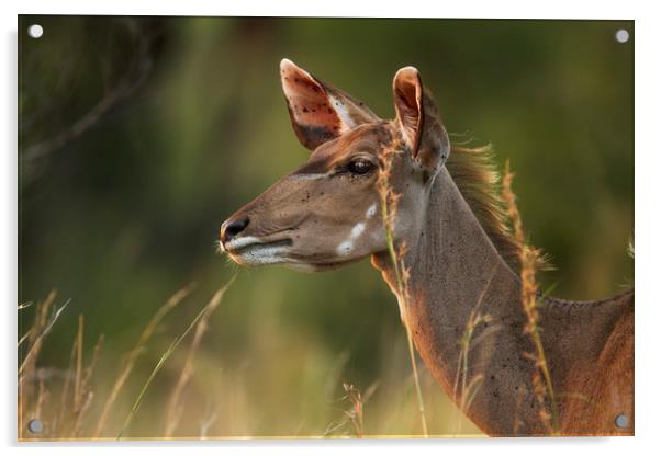 Female Kudu Profile Acrylic by Karl Daniels